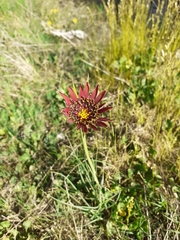 Tragopogon crocifolius