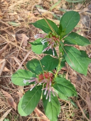 Rauvolfia serpentina