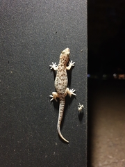 Hemidactylus robustus