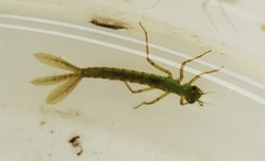 Calopteryx splendens