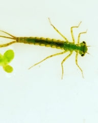 Calopteryx splendens