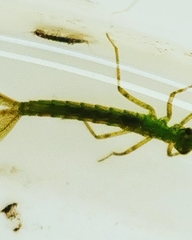 Calopteryx splendens