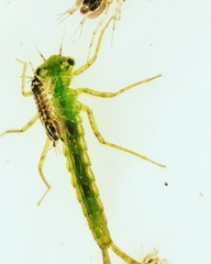 Calopteryx splendens