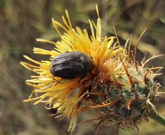 Protaetia morio