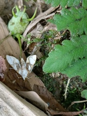 Cirrhochrista kosemponialis