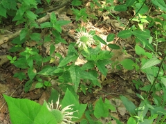 Monarda stipitatoglandulosa