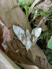 Cirrhochrista kosemponialis