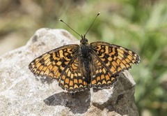 Melitaea pseudornata