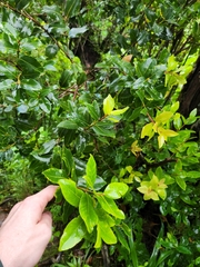 Metrosideros collina