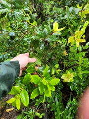 Metrosideros collina