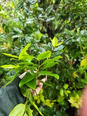 Metrosideros collina