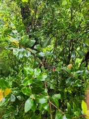 Metrosideros collina