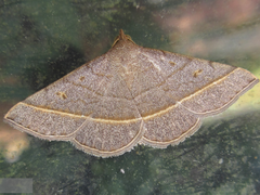 Paracolax trilinealis