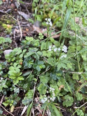 Sanicula petagnioides