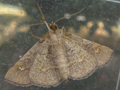 Paracolax trilinealis