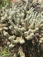 Thymelaea velutina
