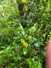 Metrosideros collina