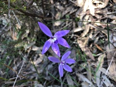 Glossodia major