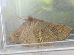 Paracolax trilinealis