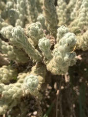 Thymelaea velutina
