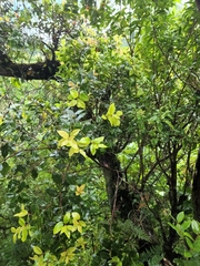 Metrosideros collina