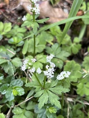 Sanicula petagnioides