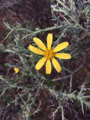 Osteospermum spinosum