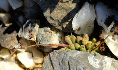 Crassula hirtipes