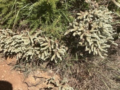 Thymelaea velutina