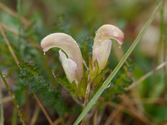 Pedicularis capitata
