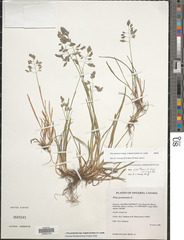 Poa pratensis irrigata