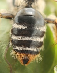 Andrena chrysopyga