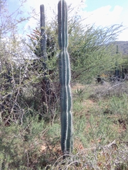 Cereus jamacaru