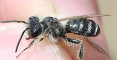 Andrena chrysopyga