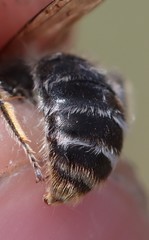 Andrena chrysopyga
