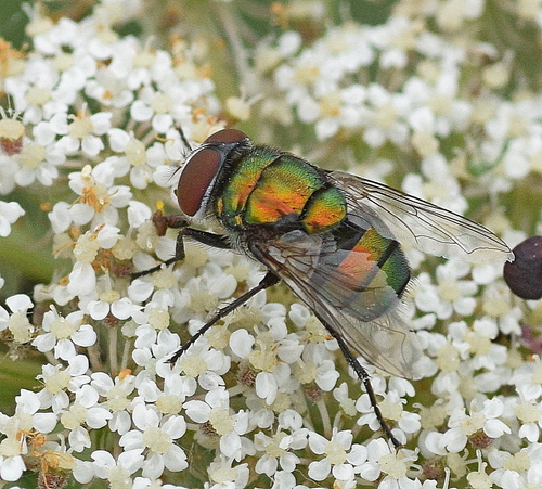 Banded Blowfly