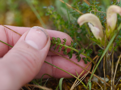 Pedicularis capitata