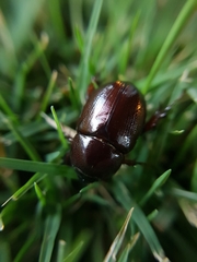 Pentodon algerinus