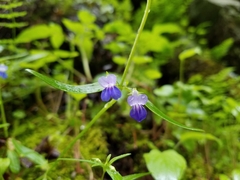 Collinsia grandiflora