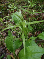 Melampyrum pratense