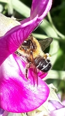 Megachile ericetorum