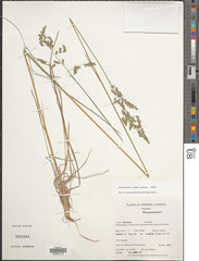 Poa pratensis pratensis