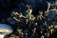 Antimima nordenstamii