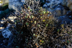 Antimima nordenstamii