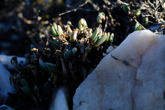 Antimima nordenstamii