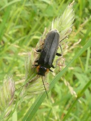 Cantharis paradoxa