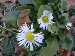 Bellis pappulosa