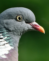 Columba palumbus
