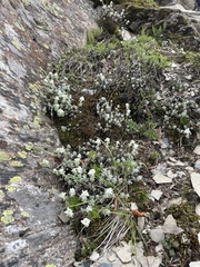 Leontopodium microphyllum