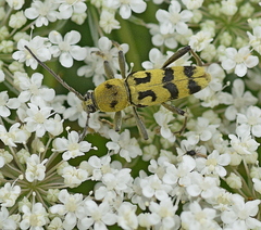 Chlorophorus varius